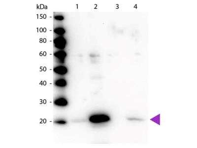 Western Blot: MRCL3 [p Ser19, p Ser20] Antibody [NB100-1687]